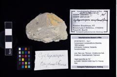 Foto (Objekt + Etikett) von Cycloprosopon complanatiforme (Moericke, 1889)  (NHMW-GEO-2014-0194-1012)
